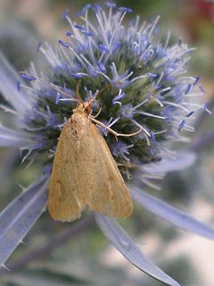 <i>Achyra nudalis</i> Species of moth