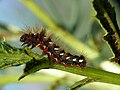 Acronicta rumicis