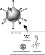 Schemazeichnung eines Adenovirus
