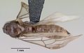 Adetomyrma venatrix casent0079480 dorsale 1.jpg