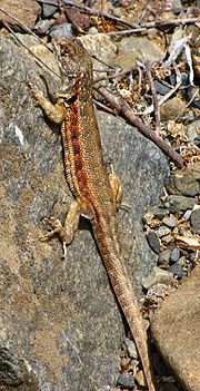 Miniatura para Liolaemus atacamensis