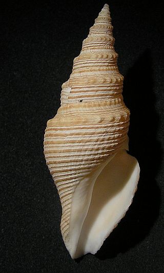 <span class="mw-page-title-main">Cochlespiridae</span> Family of gastropods