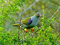 African Green Pigeon (Treron calvus) (11423539903) (cropped).jpg