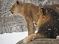 Lion in the snow at the Pittsburgh Zoo