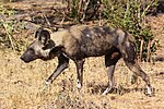 Africký divoký pes lycaon pictus.jpg