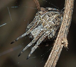 Cup spider (Agalenatea redii), female