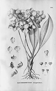 plate 119 Aganisia cyanea (as syn. Kochiophyton negrense)