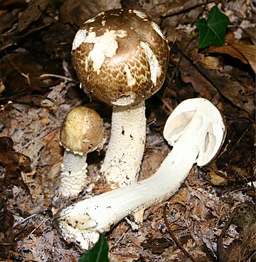 Agaricus augustus