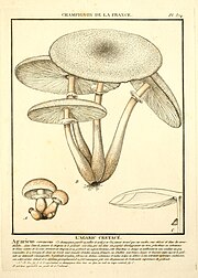 Agaricus cretaceus Bulliard.jpg