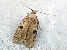 Agonopterix propinquella01.jpg