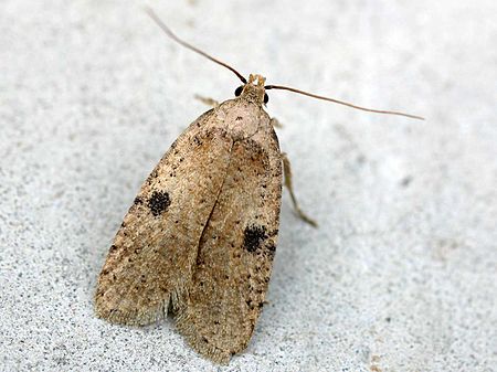 Agonopterix propinquella