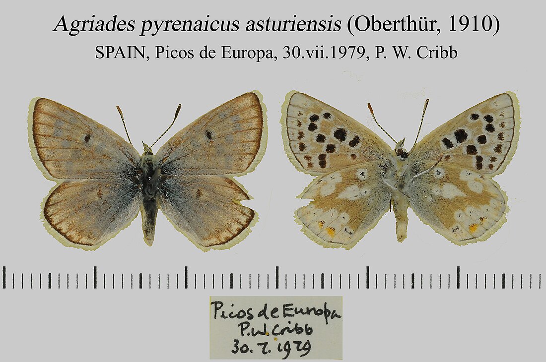 Agriades pyrenaicus