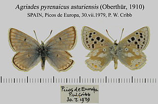 <i>Agriades pyrenaicus</i>