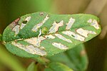 Ett blad med skador av minerarflugan Agromyza vicifoliae.