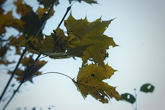 Ahornblätter in seine Herbstverfärbung