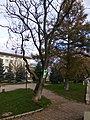 Ailanthus altissima in Chortkiv (Oct 2017) 2.jpg