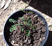 Albizia guillainii.jpg