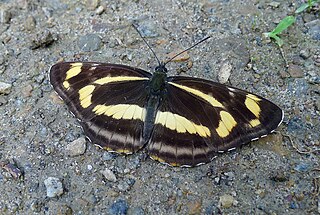 <i>Aldania thisbe</i> Species of butterfly