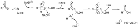 Aldehyde dehydrogenase mechanism.png