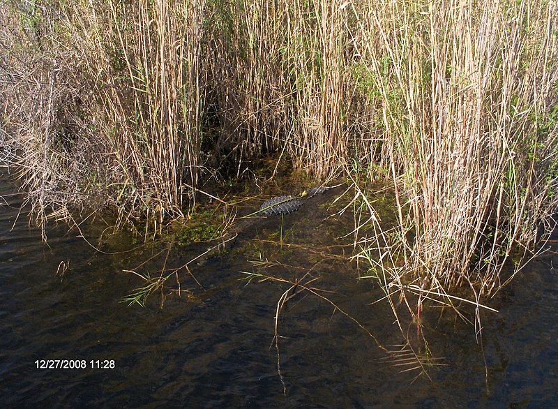 File:Alligator at Royal Palm^ - panoramio (2).jpg