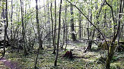 Alneskogen - fuktig lövskog längs gångstigen 2015.jpg