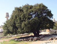 شجرةالبلوط الوحيدة في مستعمرة كفار عصيون