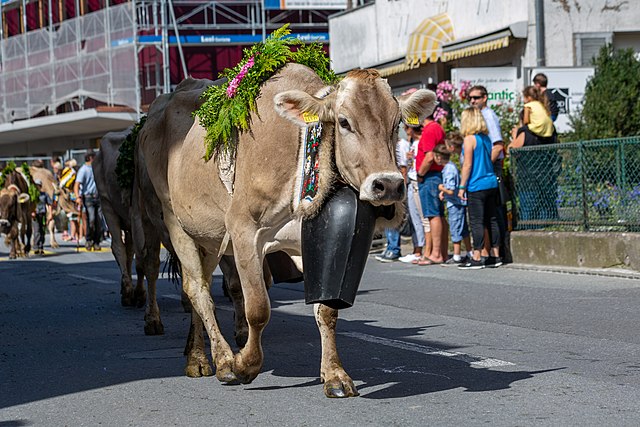 Almabtrieb at Mels in 2019.