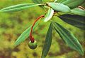 Alseodaphne hokouensis -lajin hedelmä, jossa värikäs ja turvonnut perä
