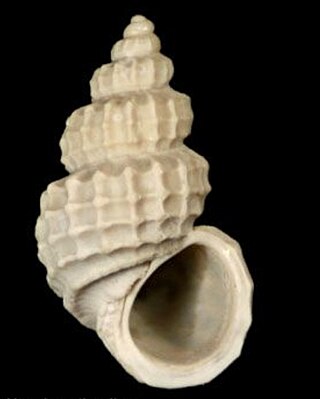 <i>Alvania zetlandica</i> Species of gastropod