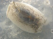 A live Amalda australis collected from seagrass bed at Kohimarama Beach, Auckland Amalda australis1.jpg