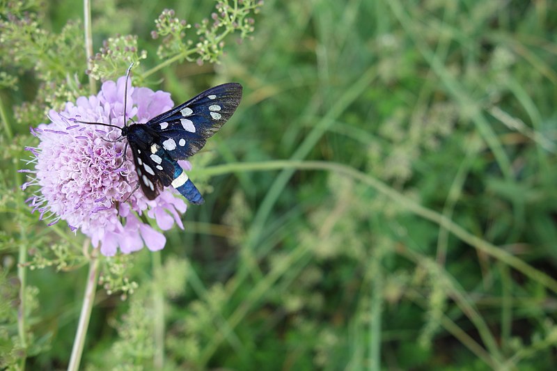 File:Amata phagea 09.jpg