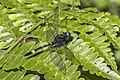 * Nomination Amber-banded clubskimmer (Brechmorhoga rapax) --Charlesjsharp 09:50, 14 October 2023 (UTC) * Promotion  Support Good quality. --Poco a poco 10:35, 14 October 2023 (UTC)