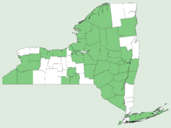 Amelanchier laevis NY-dist-map.png