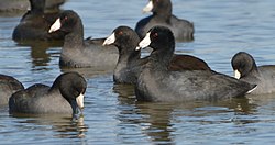 American Coot (Fulica americana) - mud hen (10527481054).jpg