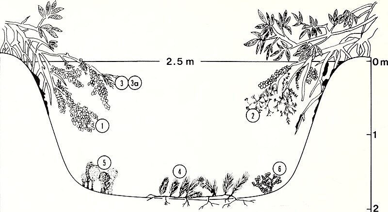 File:American malacological bulletin (1987) (18130135916).jpg