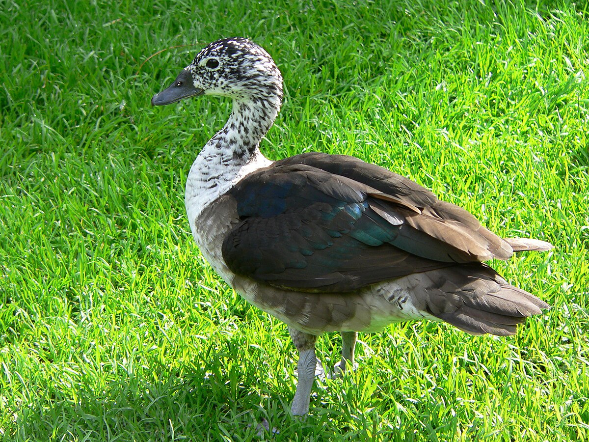 File Amerikanische Hockerglanzgans Sarkidiornis Sylvicola Jpg Wikimedia Commons