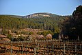 Ametllers florits, Torrelles de Foix, Alt Penedès. - Flickr - Angela Llop.jpg
