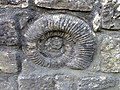 Ammonite, Hindon Lane - geograph.org.uk - 2400567.jpg