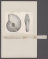 Ammonites parkinsoni compressus - - Print - Iconographia Zoologica - Special Collections University of Amsterdam - UBAINV0274 091 01 0031.tif