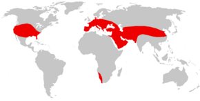 Beskrivelse af Amphicyon range.png-billedet.