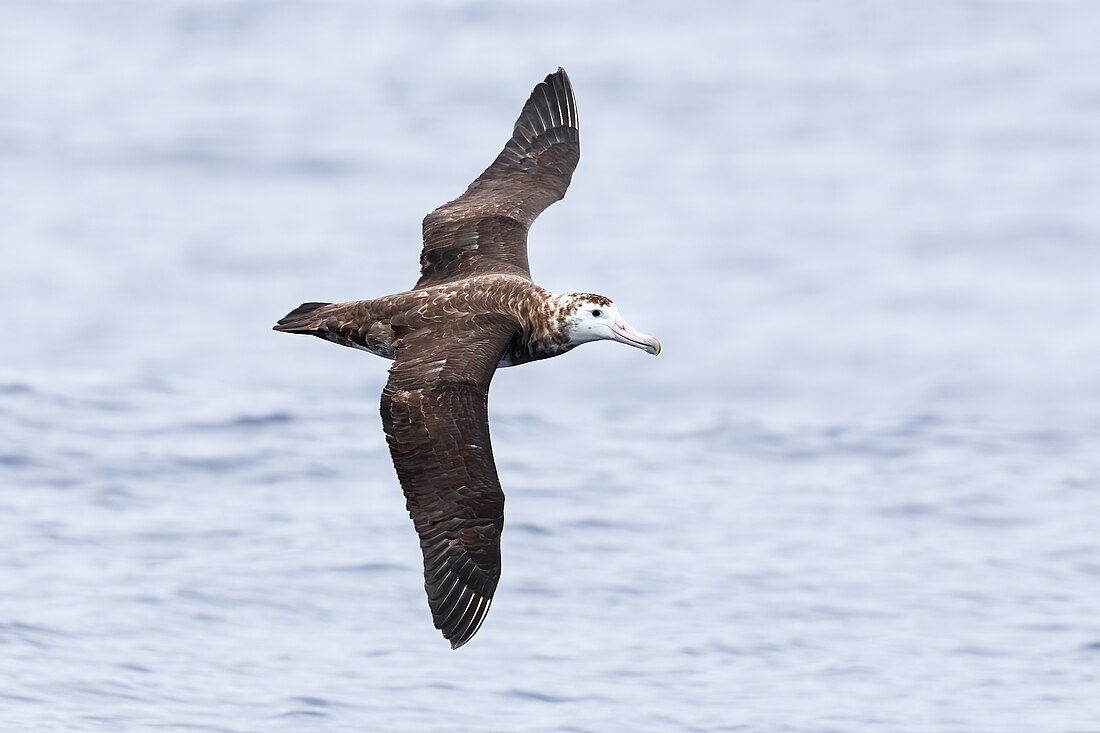 Amsterdam albatross