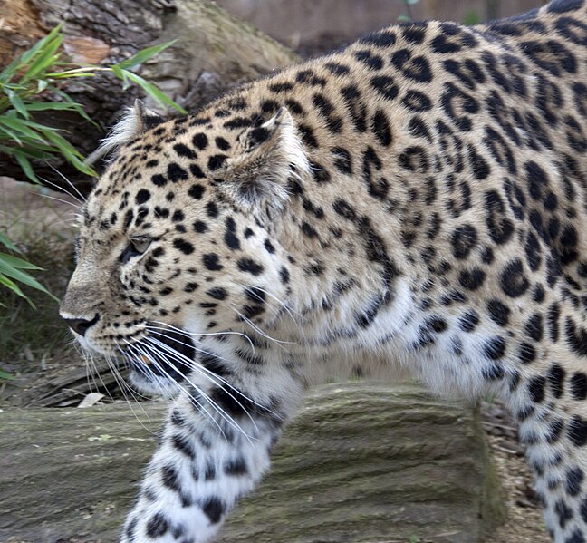 File:Amur Leopard 10.jpg