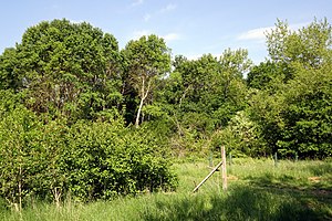 Natural monument "At the brickworks of Groß -zimmer", east side (2020)