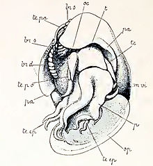 Anatoma euglypta 001.jpg