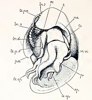 <i>Anatoma euglypta</i> Species of gastropod