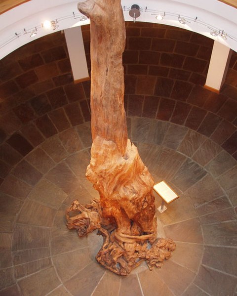 File:Ancient tree - geograph.org.uk - 486597.jpg