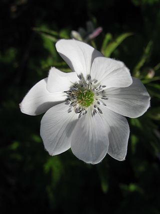 <i>Eriocapitella rivularis</i> Species of flowering plant