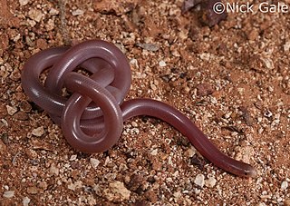 <span class="mw-page-title-main">Interior blind snake</span> Species of reptile