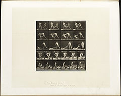 Animal locomotion. Plate 333 (Boston Public Library).jpg
