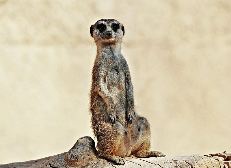 File:Animales bioparc-valencia-2012 (13).JPG